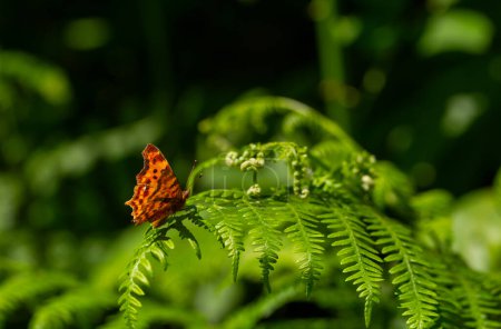 una mariposa de color marrón que se ve desgarrado, Polygonia c-álbum