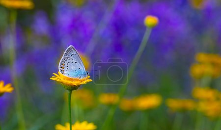 blauer Schmetterling auf gelber Blume auf violettem Hintergrund, Amanda blau, Polyommatus amandus