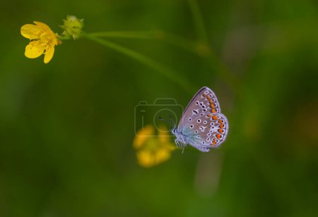 little blue butterfly feeding on yellow flower, Common Blue, Polyommatus icarus