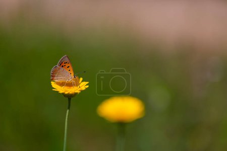 Kleiner roter Schmetterling auf gelber Blume, Kleiner Kupfer, Lycaena phlaeas