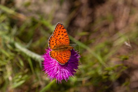 mariposa grande roja, Fritillary del Niobe, niobe de Argynnis