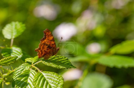 ein brauner Schmetterling, der zerrissen aussieht, Polygonia c-album