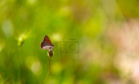 petit papillon rouge sur fleur jaune, Petit Cuivre, Lycaena phlaeas