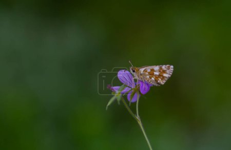 una pequeña mariposa en reposo, Pyrgus armoricanus