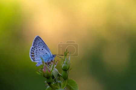 pequeña mariposa azul punta de ala, Amanda azul, Polyommatus amandus