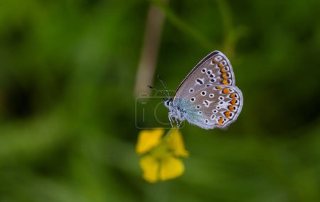 Kleiner blauer Schmetterling ernährt sich von gelben Blüten, Gemeinem Blau, Polyommatus icarus