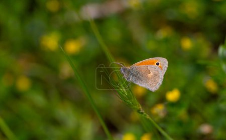 Kleiner Schmetterling klammert sich an ein grünes Gras, Coenonympha pamphilus