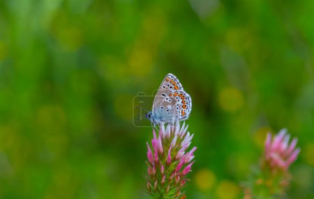winziger Schmetterling mit offenen Flügeln blau, Blue Argus, Polyommatus anteros