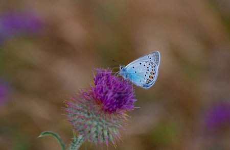 winzige Flügelspitze blauer Schmetterling, Amanda blau, Polyommatus amandus