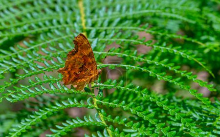 orange butterfly on fern, Comma Butterfly, Polygonia c-album