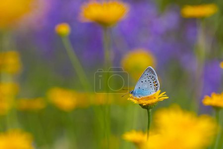 pequeña mariposa azul punta de ala, Amanda azul, Polyommatus amandus