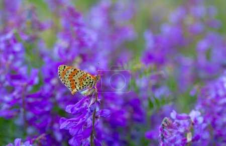 en maravillosas flores de color púrpura, Fitillary manchado, Melitaea didyma