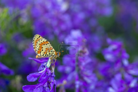 en maravillosas flores de color púrpura, Fitillary manchado, Melitaea didyma