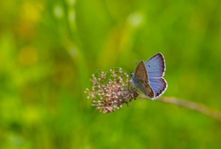 winziger Schmetterling mit offenen Flügeln blau, Blue Argus, Polyommatus anteros