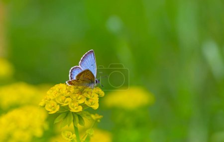 Téléchargez les photos : Minuscule papillon aux ailes ouvertes bleu, Argus bleu, Polyommatus anteros - en image libre de droit