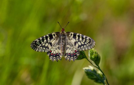 Foto de Hermosa mariposa festoneado en la planta, sur de Festoon, Zerynthia polyxena - Imagen libre de derechos