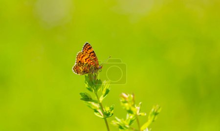 a butterfly with its wingspan wide open, Melitaea phoebe