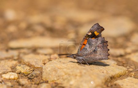long-nosed butterfly picking up minerals on the ground, European Beak, Libythea celtis