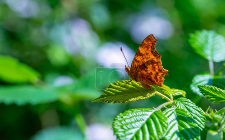 ein brauner Schmetterling, der zerrissen aussieht, Polygonia c-album