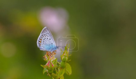 winzige Flügelspitze blauer Schmetterling, Amanda blau, Polyommatus amandus
