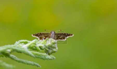 una pequeña mariposa en reposo, Pyrgus armoricanus