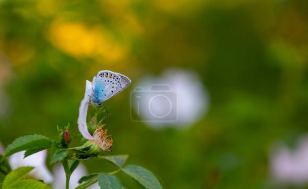 tiny wingtip blue butterfly, Amanda blue, Polyommatus amandus