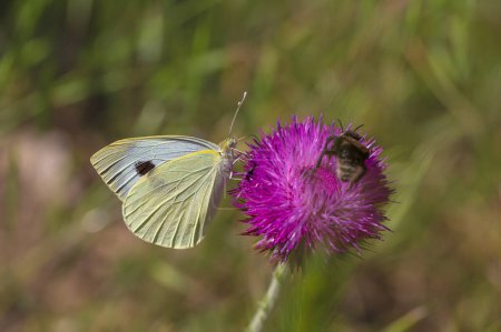 Great White angel butterfly, Pieris brassicae feeding on the plant
