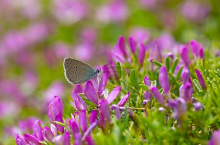 winziger blauer Schmetterling, der sich von violetten Blüten ernährt, Staudingers Blau, Cupido staudingeri
