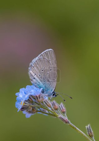 tiny blue butterfly feeding on purple flower, Staudinger's Blue, Cupido staudingeri