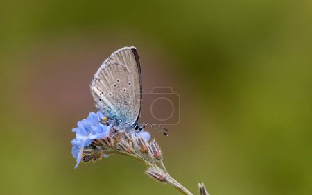 winziger blauer Schmetterling, der sich von violetten Blüten ernährt, Staudingers Blau, Cupido staudingeri