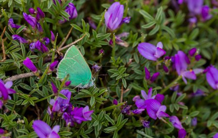 mariposa verde alimentándose de la flor púrpura, Pfeiffer-s rayas de pelo verde, Callophrys paulae
