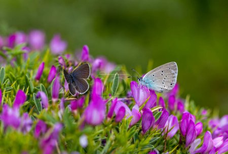 tiny blue butterfly feeding on purple flower, Staudinger's Blue, Cupido staudingeri