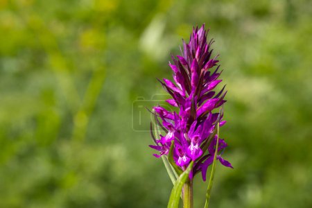 Photo for Macro shot of a southern marsh orchid (dactylorhiza praetermissa) flower in bloom - Royalty Free Image