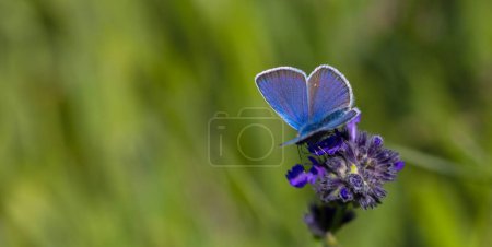 Little blue butterfly on plant, Pontic Blue, Polyommatus coelestinus
