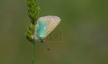 minúscula mariposa azul sobre hierba verde, Diana Blue, Polyommatus diana