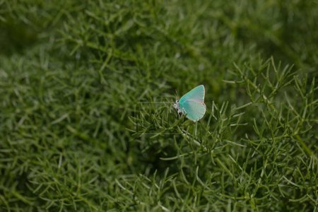 Grüner Schmetterling ernährt sich von lila Blüte, Pfeiffer-s Grüner Haarstreifen, Callophrys paulae