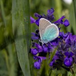 little blue butterfly on plant, Pontic Blue, Polyommatus coelestinus