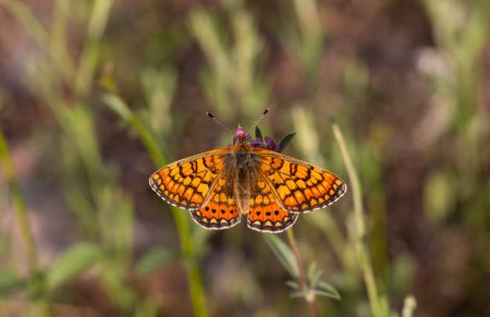Schöner Nazuum-Schmetterling auf der Pflanze - Euphydryas orientalis