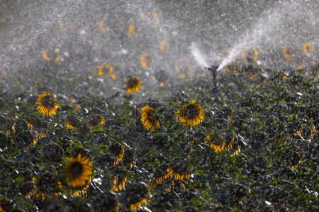 Leuchtende Sonnenblumen in bewässerten Sonnenblumenfeldern