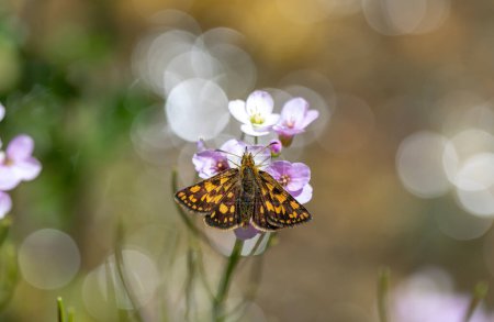 Schmetterling mit gelben Flecken auf rosa Blume und Bokeh im Hintergrund, Chequered Skipper, Carterocephalus palaemon