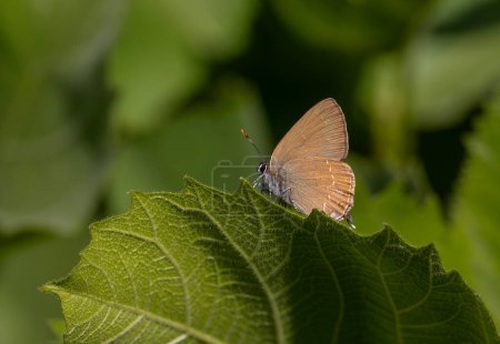 brown tiny butterfly on green leaf, Zap Hairstreak, Satyrium zabni