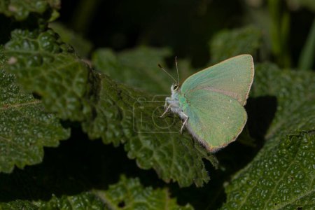 papillon vert reposant sur une feuille verte, porte-cheveux Nahcevan, Callophrys danchenkoi
