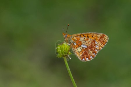 green background and red butterfly, Pearl-bordered Fritillar, Boloria euphrosyne