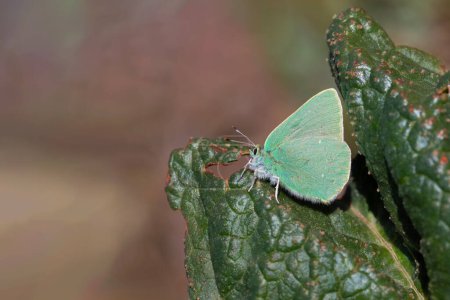 grüner Schmetterling auf Pflanze ruht, Nahcevan Haarstreifen, Callophrys danchenkoi
