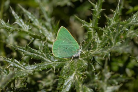 grüner Schmetterling auf Pflanze ruht, Nahcevan Haarstreifen, Callophrys danchenkoi