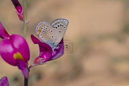pequeña mariposa sobre flor púrpura, Rosas Azul, Polyommatus rosei