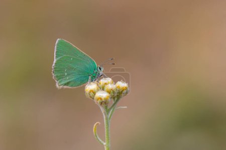green butterfly feeding on flower, Pfeiffer-s Green Hairstreak, Callophrys paulae