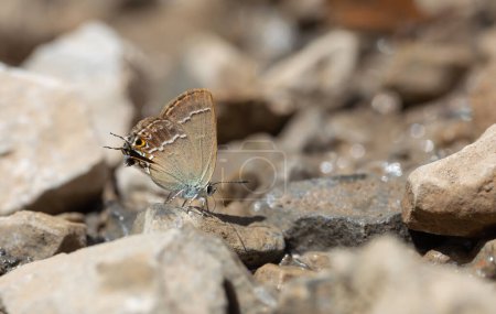 minúscula mariposa en su lugar, Gerhards Peinado Negro, Satyrium abdominalis