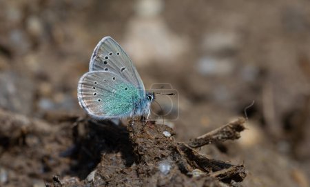 pequeña mariposa azul en el suelo, azul póntico, Polyommatus coelestinus