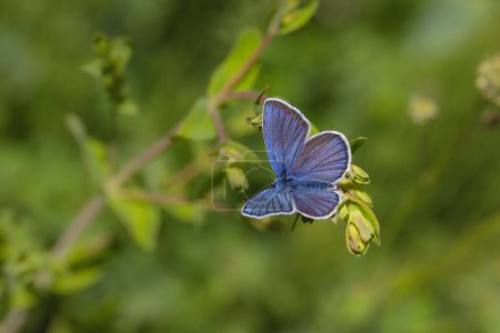 pequeña mariposa azul sobre la hierba, azul póntico, Polyommatus coelestinus